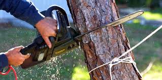 Best Emergency Tree Removal  in Wappingers Falls, NY