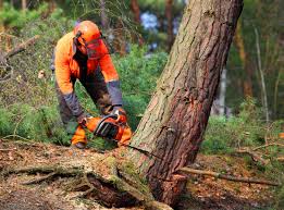 Reliable Wappingers Falls, NY Tree Removal Solutions