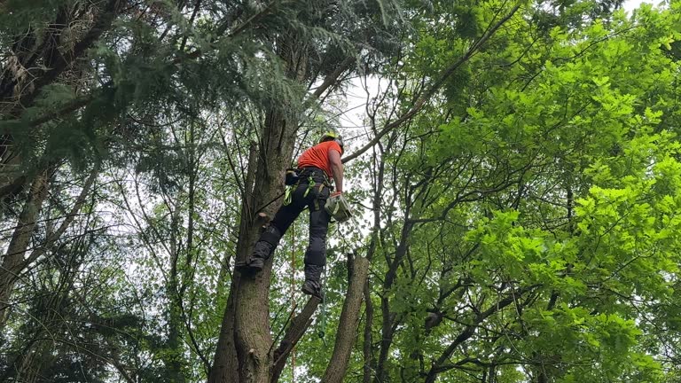 Tree and Shrub Care in Wappingers Falls, NY