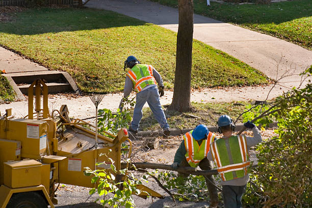  Wappingers Falls, NY Tree Removal Pros