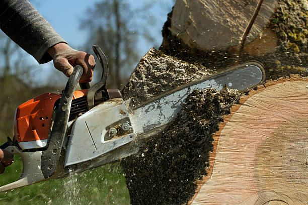 Best Tree Removal  in Wappingers Falls, NY